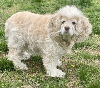 Enlarge Snow, a ADOPTABLE English Cocker Spaniel in Glasgow, KY image 2/2
