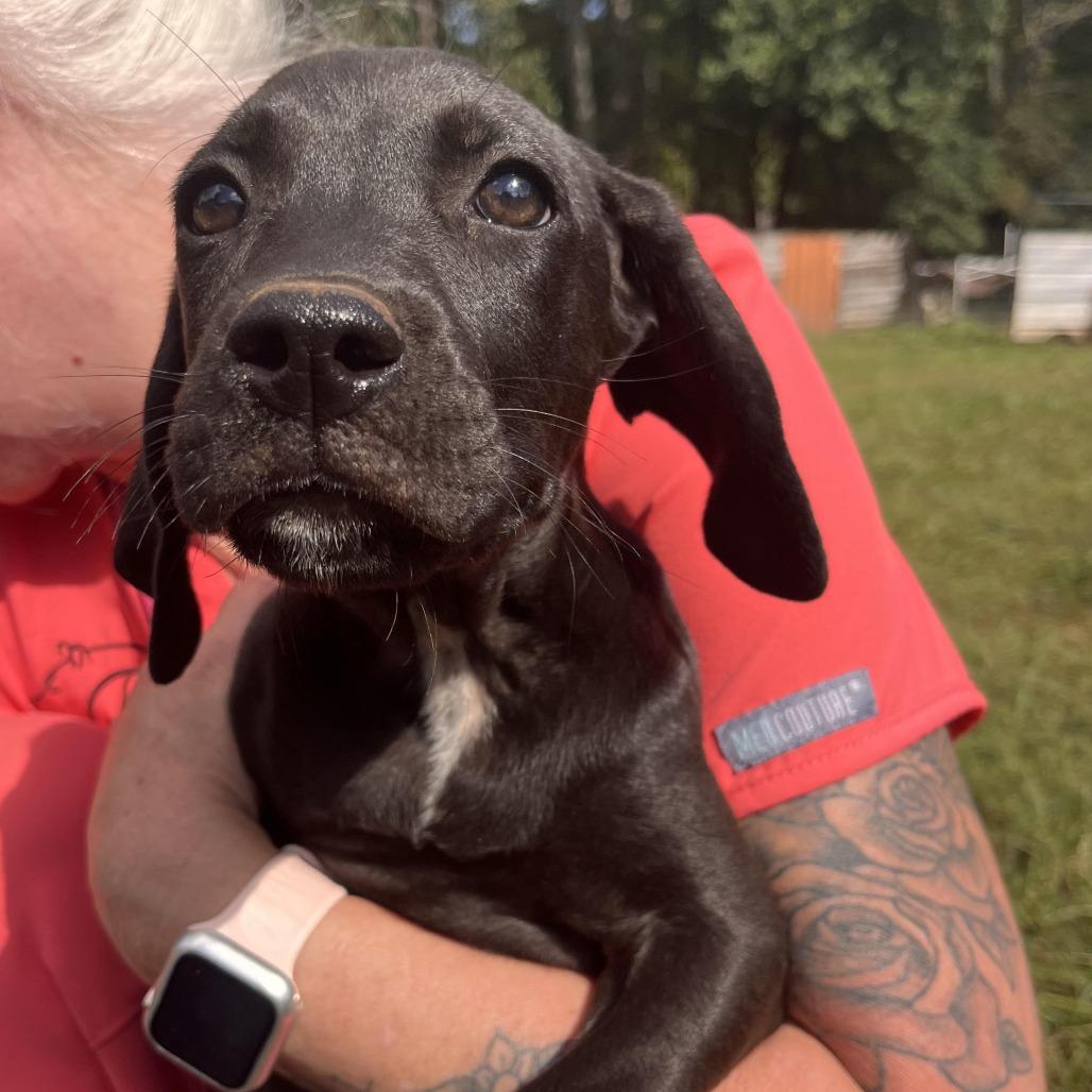Pokemon Pup 4, Adoptable, Puppy Male Plott Hound.