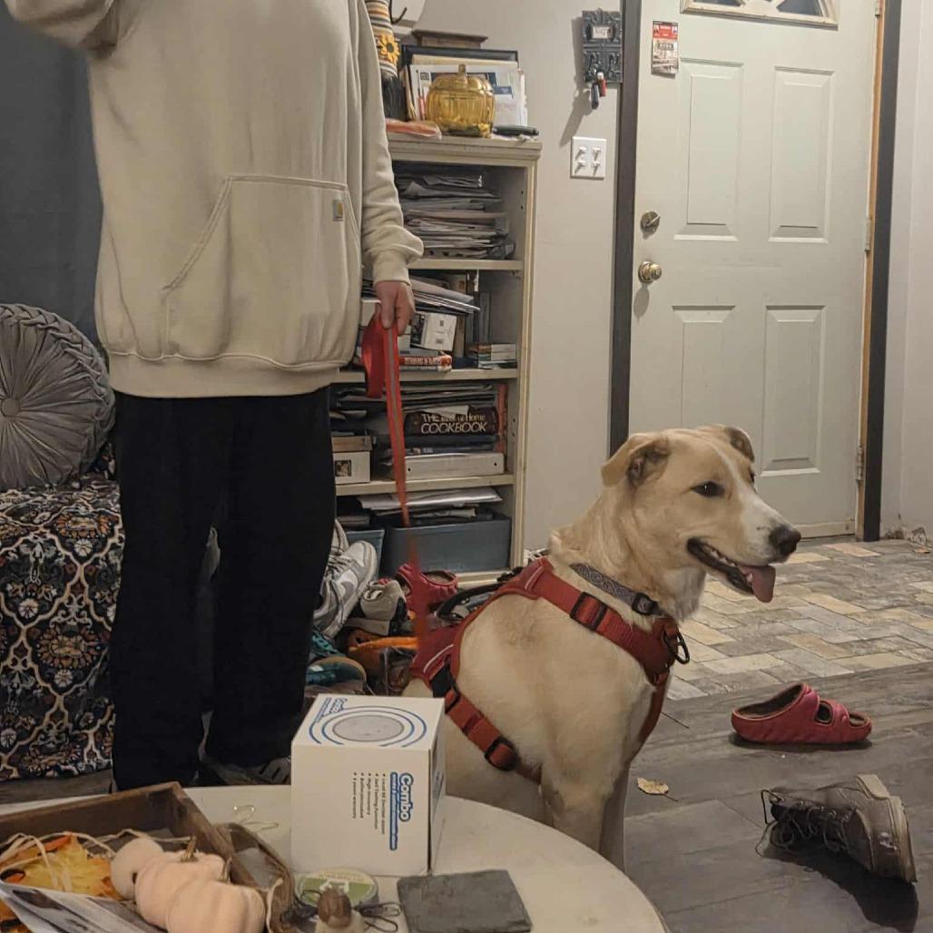 Enlarge Lucy, a Adoptable mixed breed in Cloquet, MN image 1/5