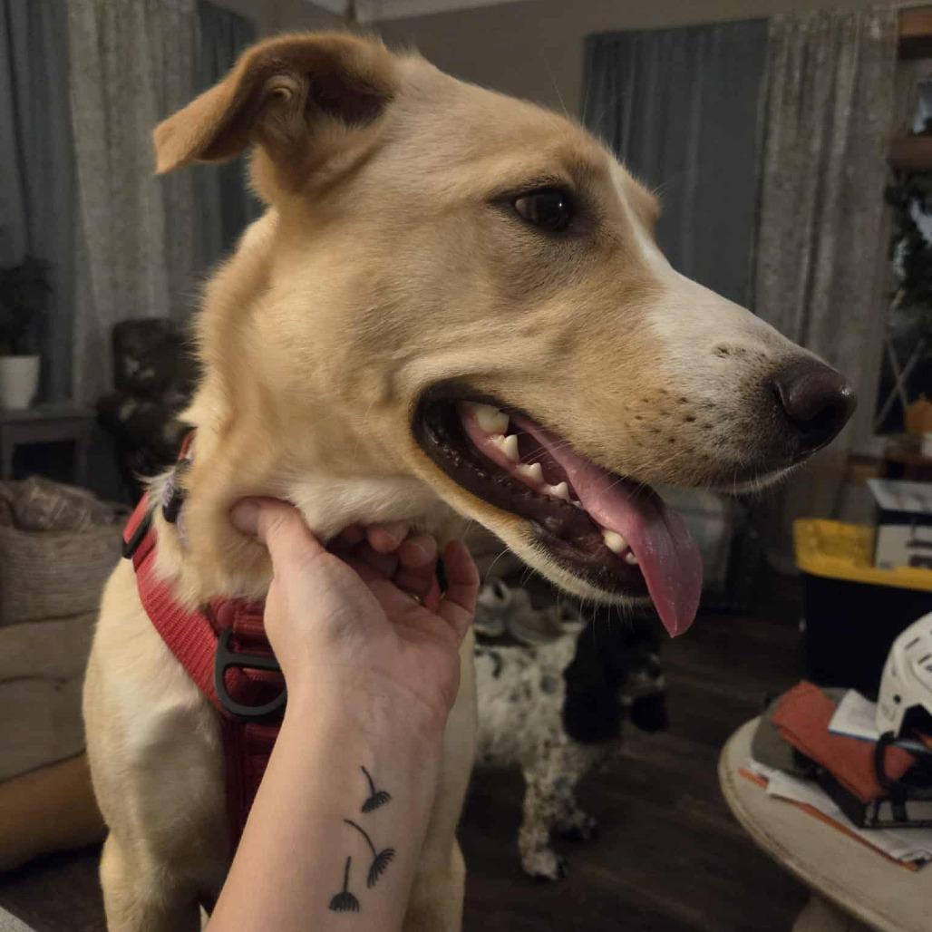 Enlarge Lucy, a Adoptable mixed breed in Cloquet, MN image 3/5