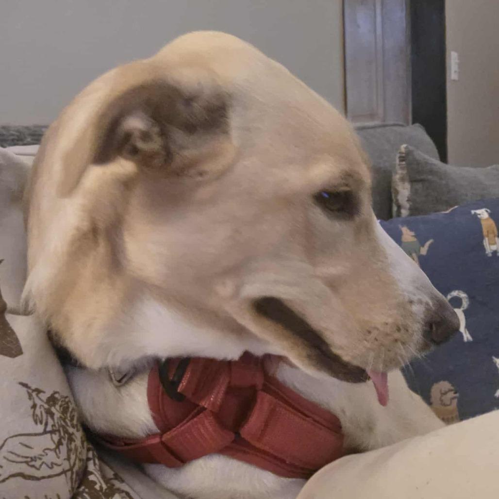 Enlarge Lucy, a Adoptable mixed breed in Cloquet, MN image 4/5