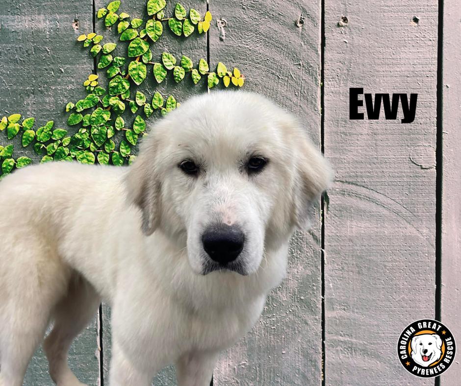 Evvy, Adoptable, Adult Female Great Pyrenees.