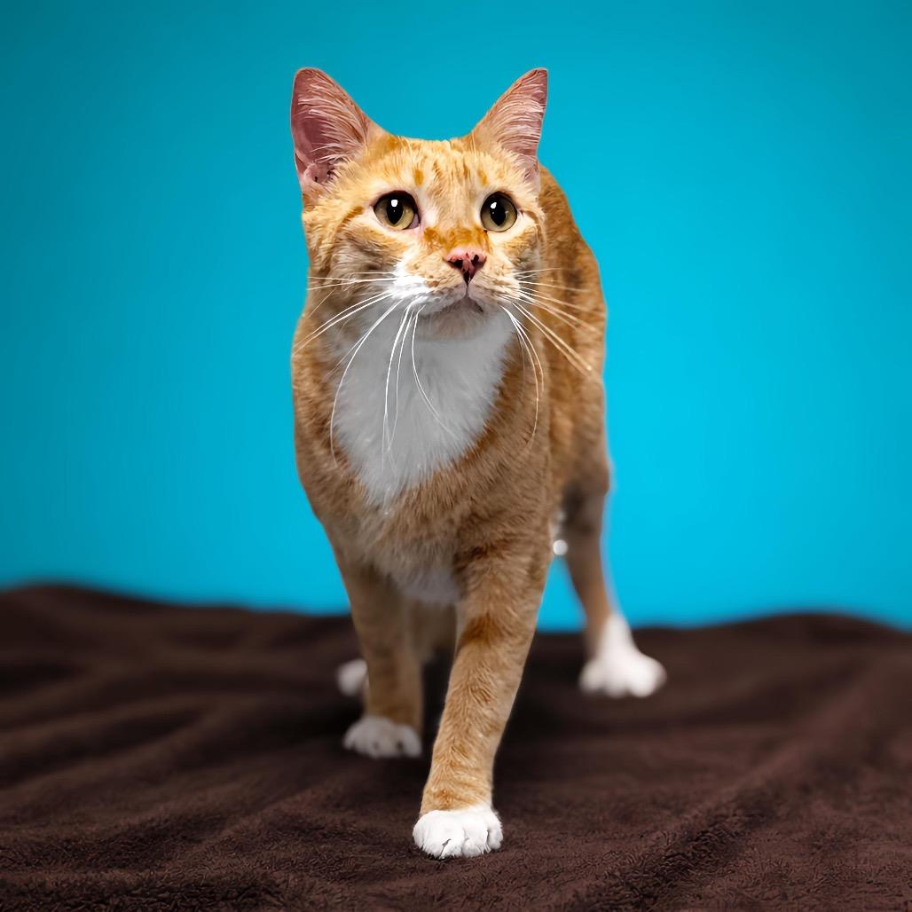 Enlarge Giddy, a Adoptable Domestic Short Hair in Enid, OK image 1/4