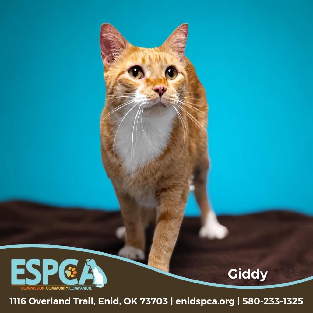 Enlarge Giddy, a Adoptable Domestic Short Hair in Enid, OK image 2/4