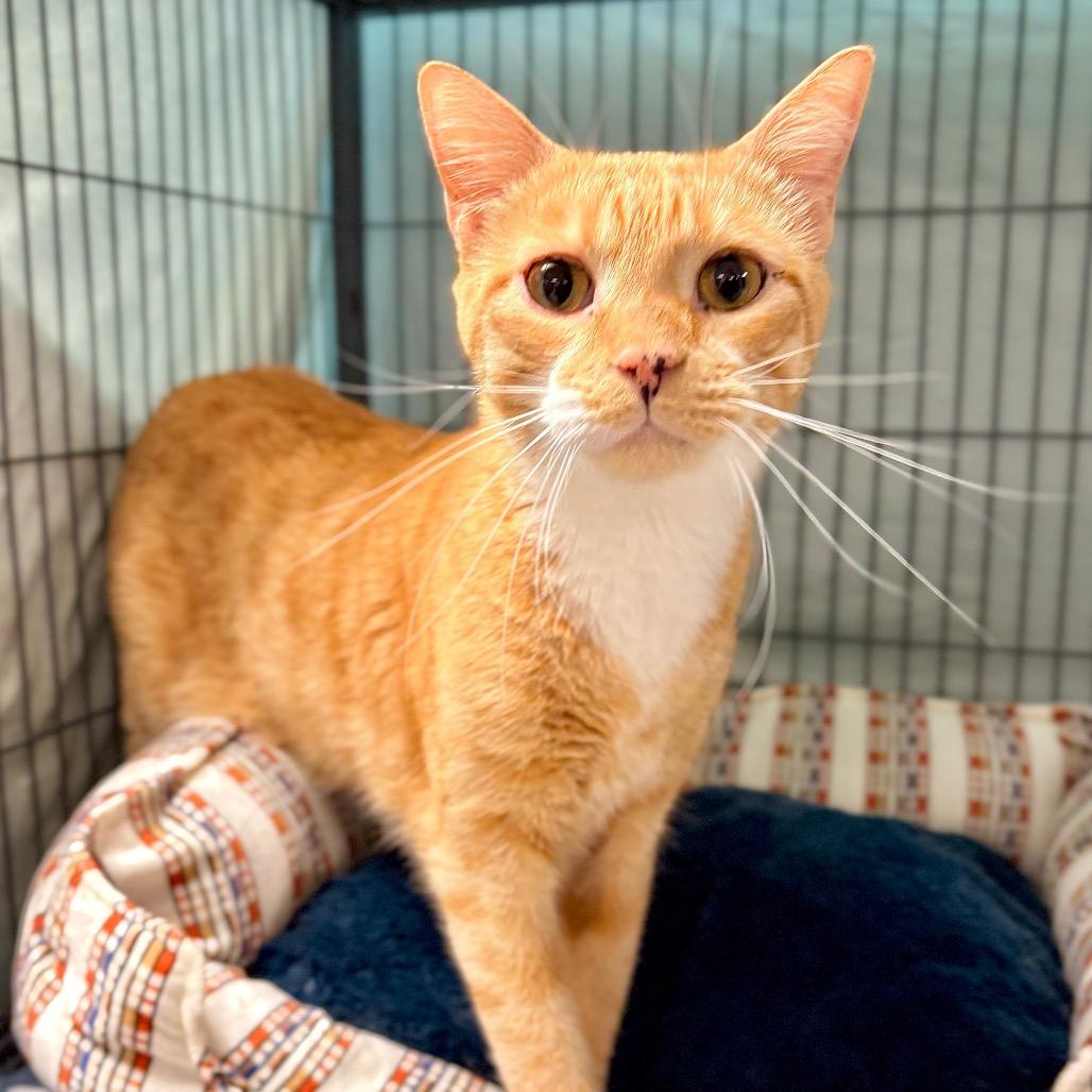 Enlarge Giddy, a Adoptable Domestic Short Hair in Enid, OK image 3/4