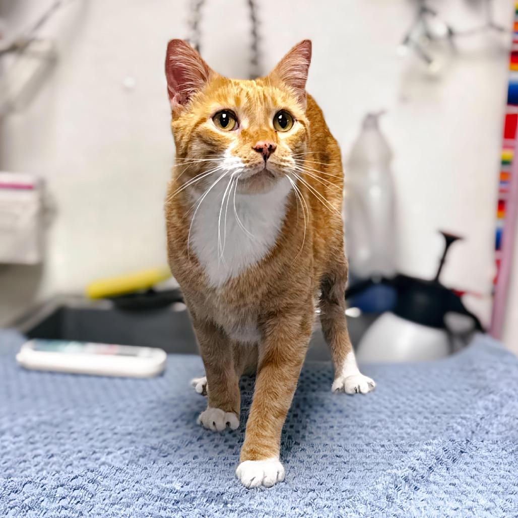Enlarge Giddy, a Adoptable Domestic Short Hair in Enid, OK image 4/4