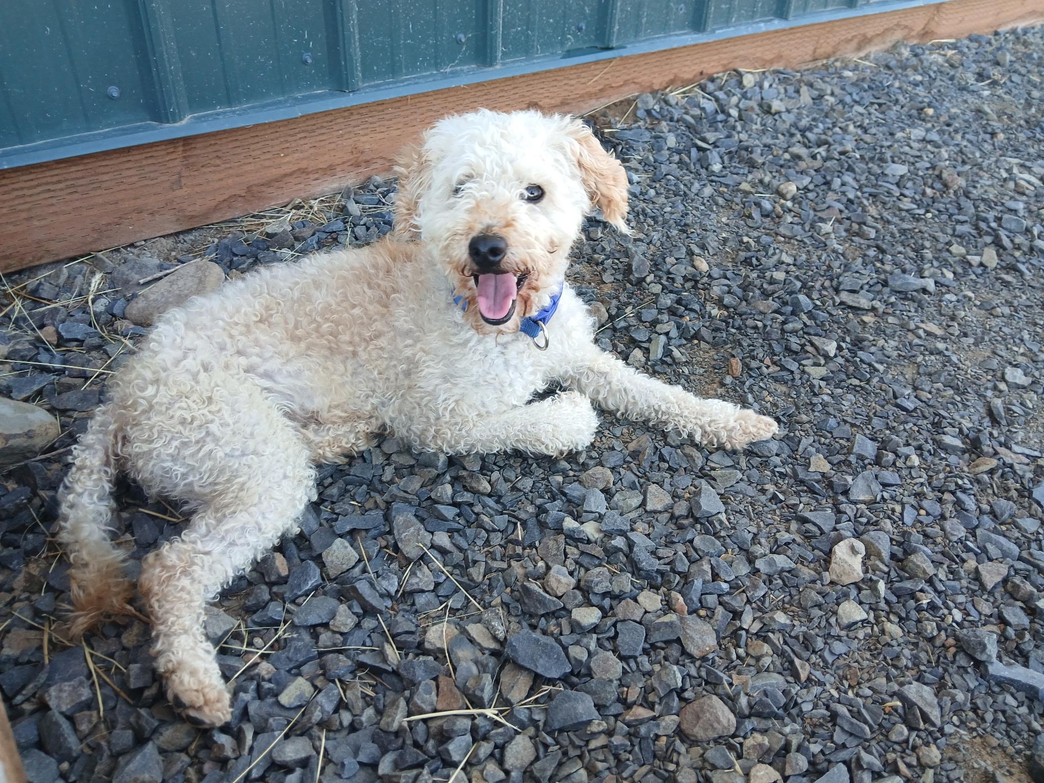 TERRY Poodle (Toy) Dog