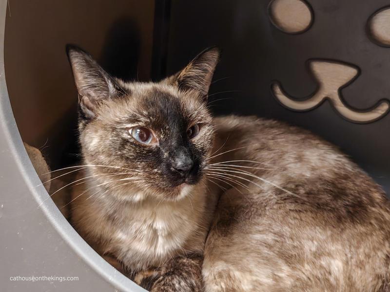 Daisy, Adoptable, Adult Female Siamese.