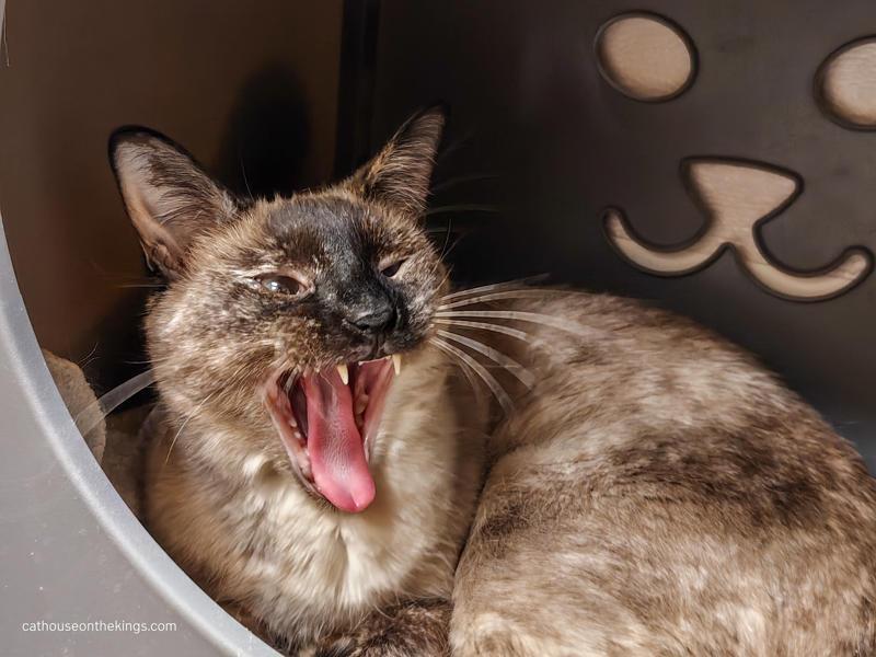 Daisy, a Adoptable mixed breed in Parlier, CA image 2/6