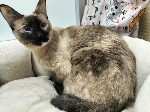 Daisy, a Adoptable mixed breed in Parlier, CA image 4/6