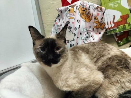 Daisy, a Adoptable mixed breed in Parlier, CA image 5/6