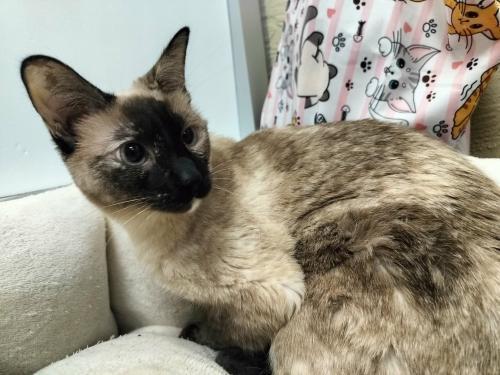 Daisy, a Adoptable mixed breed in Parlier, CA image 6/6