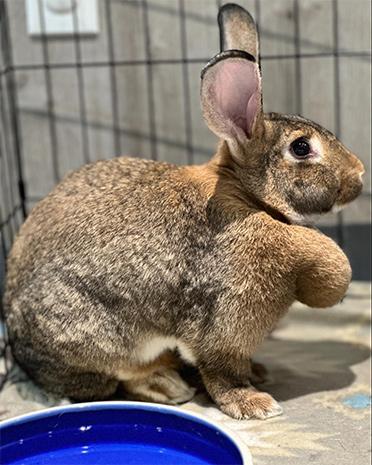 Hilda, a Adoptable Flemish Giant in Northampton, MA image 2/2