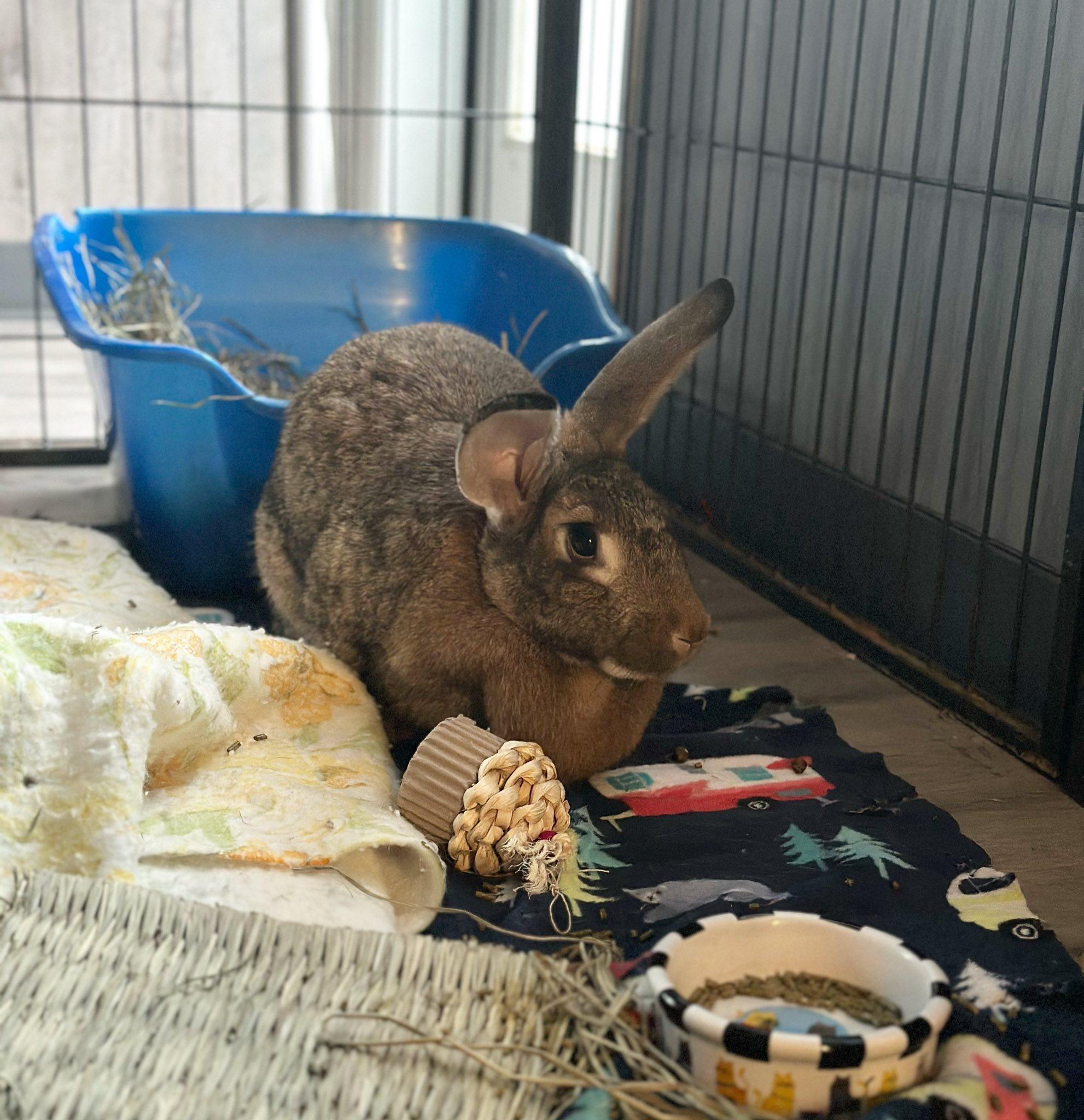 Hilda, a Adoptable Flemish Giant in Northampton, MA image 1/2