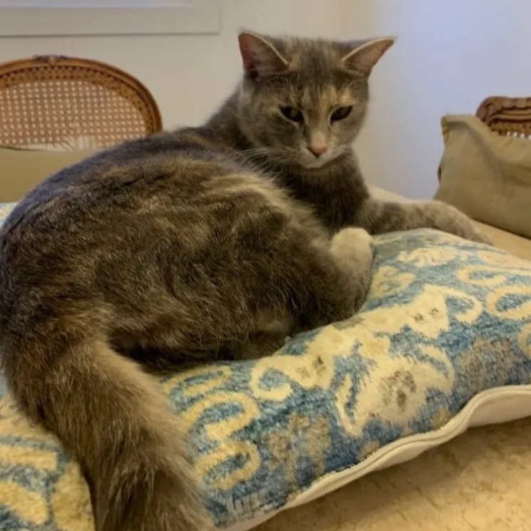 Monalisa, a Adoptable Domestic Short Hair in Montreal, QC image 1/6