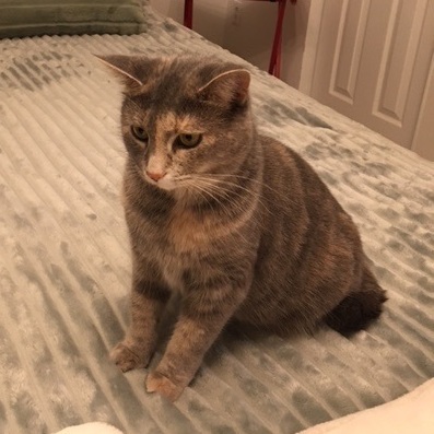 Monalisa, a Adoptable Domestic Short Hair in Montreal, QC image 2/6