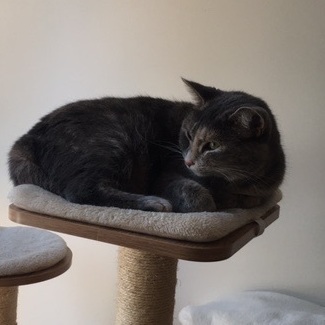 Monalisa, a Adoptable Domestic Short Hair in Montreal, QC image 3/6