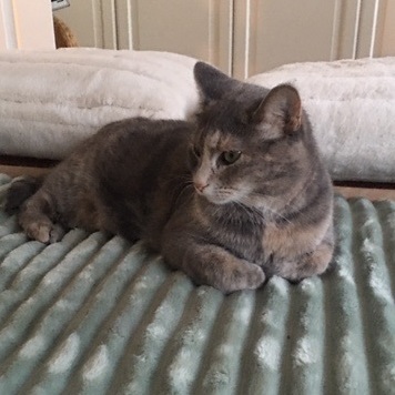 Monalisa, a Adoptable Domestic Short Hair in Montreal, QC image 4/6