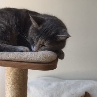 Monalisa, a Adoptable Domestic Short Hair in Montreal, QC image 5/6