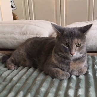 Monalisa, a Adoptable Domestic Short Hair in Montreal, QC image 6/6