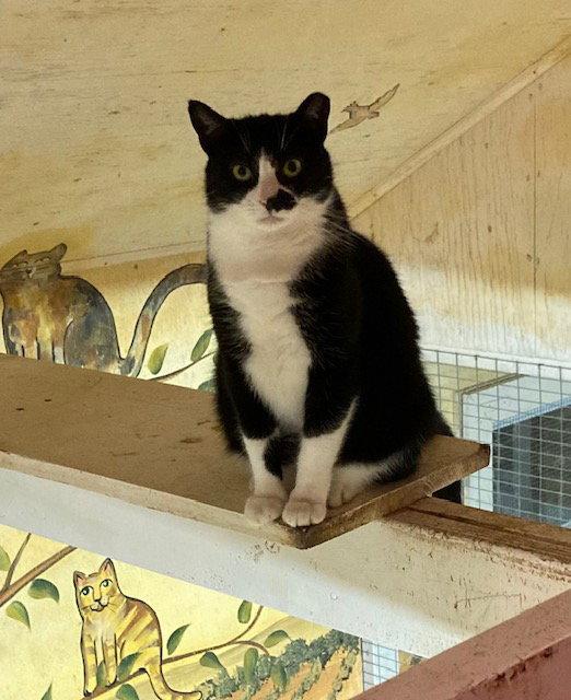Enlarge Smudge - Barn Cat, a Adopted mixed breed in Trexlertown, PA image 2/3