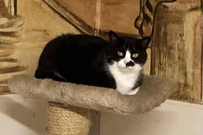 Enlarge Smudge - Barn Cat, a Adopted mixed breed in Trexlertown, PA image 3/3