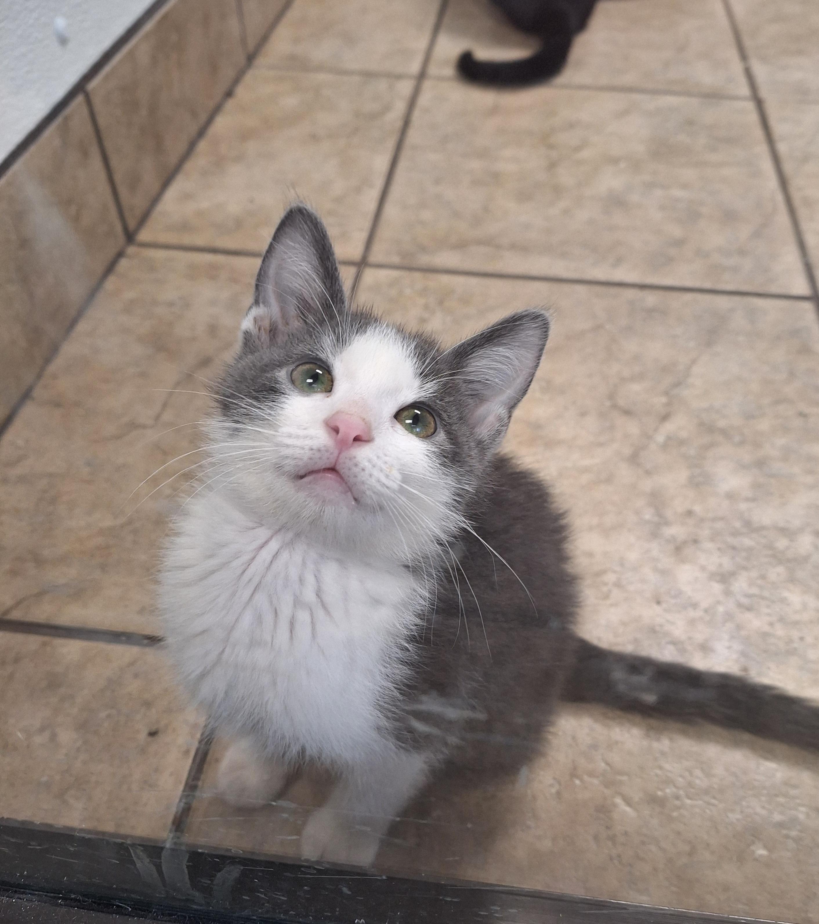 Enlarge Milo, an adopted mixed breed in Canon City, CO image 1/1