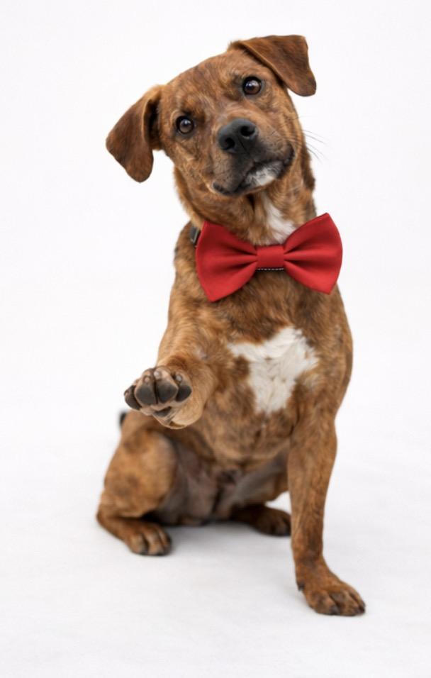 Enlarge Nutmeg, a Adoptable mixed breed in Albany, NY image 4/6