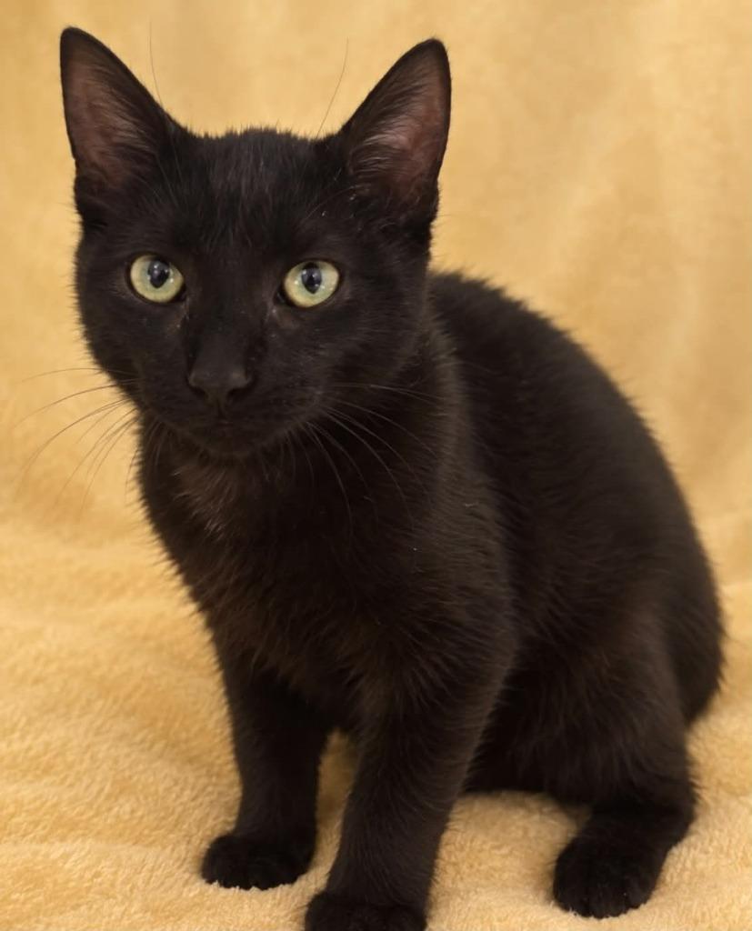 Enlarge Squeaker, a Adoptable mixed breed in Columbia, TN image 1/1