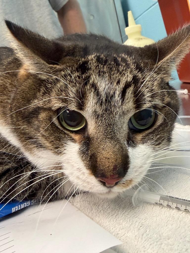 Enlarge Puppy, a Adoptable Tabby in Frankfort, KY image 1/1