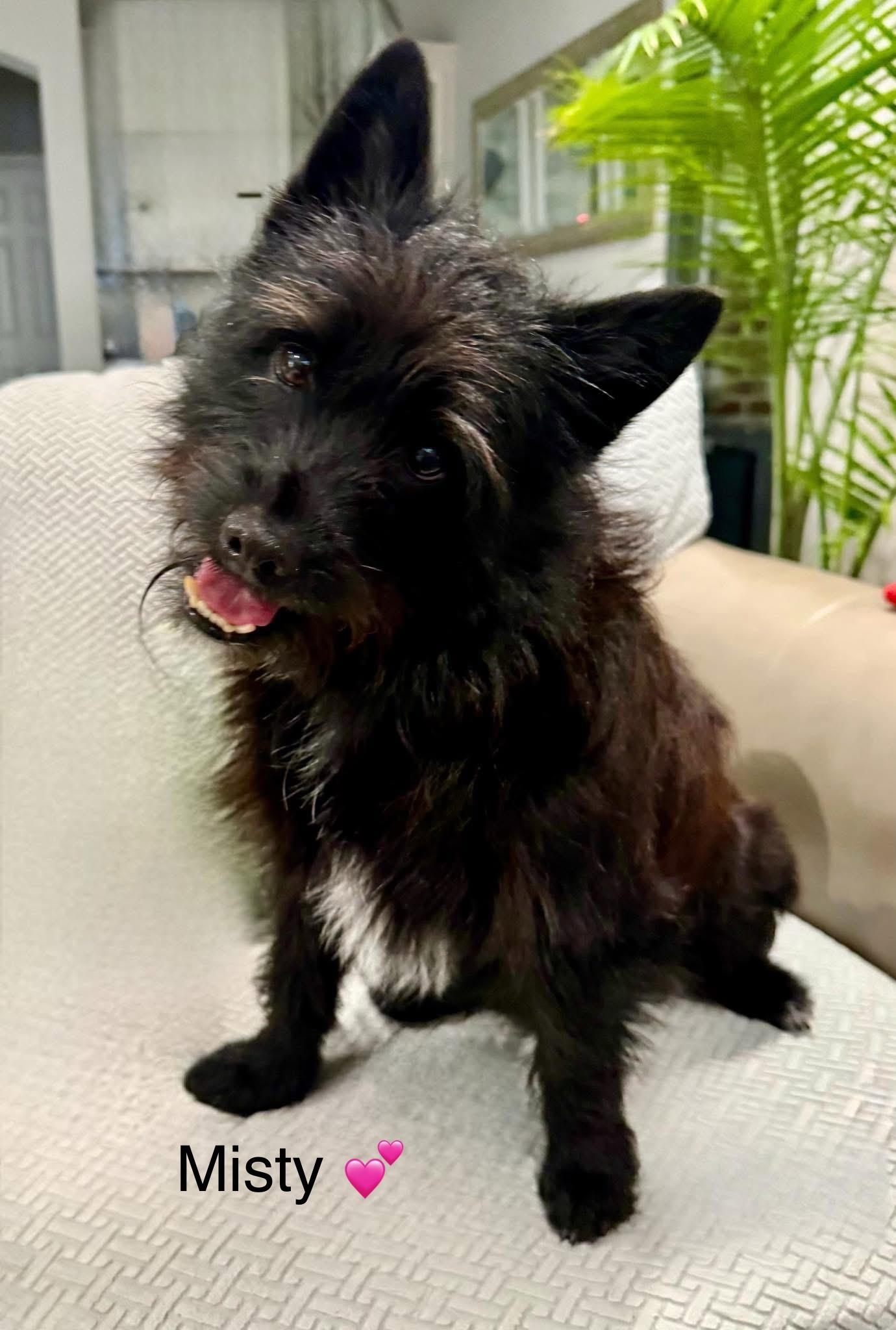 Misty, Adoptable, Young Female Scottish Terrier & Cairn Terrier.