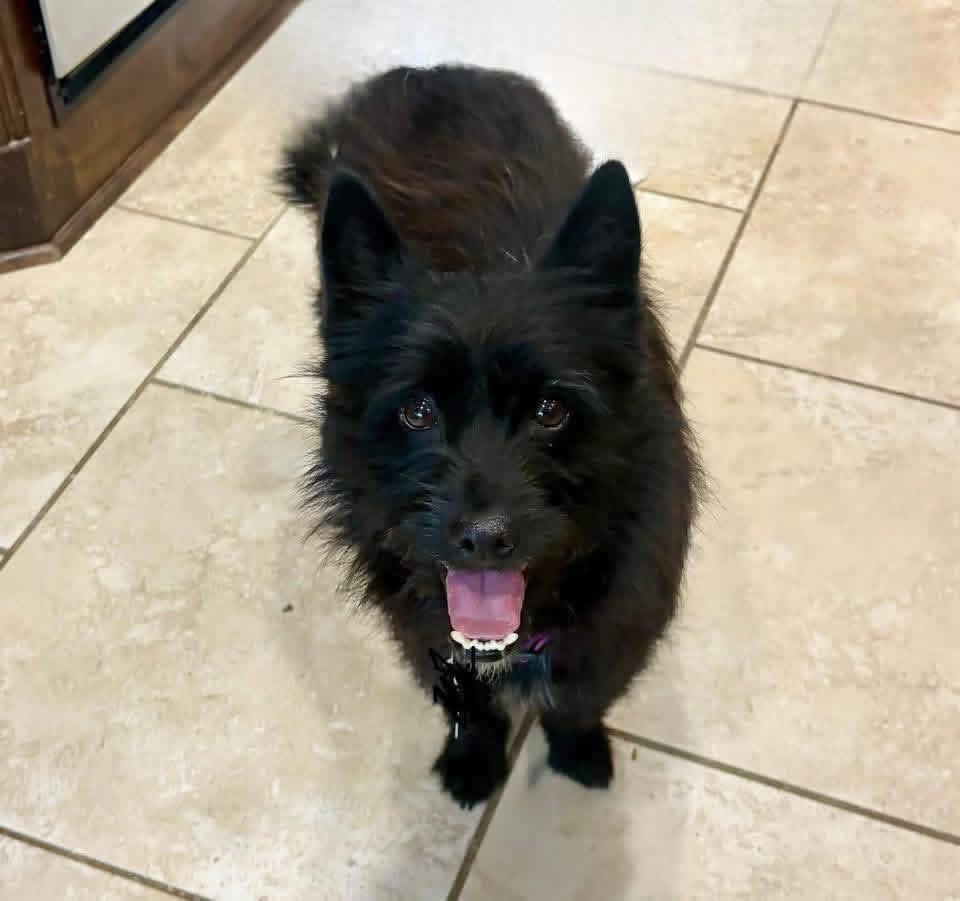 Misty, a Adoptable mixed breed in Rockwall, TX image 4/4