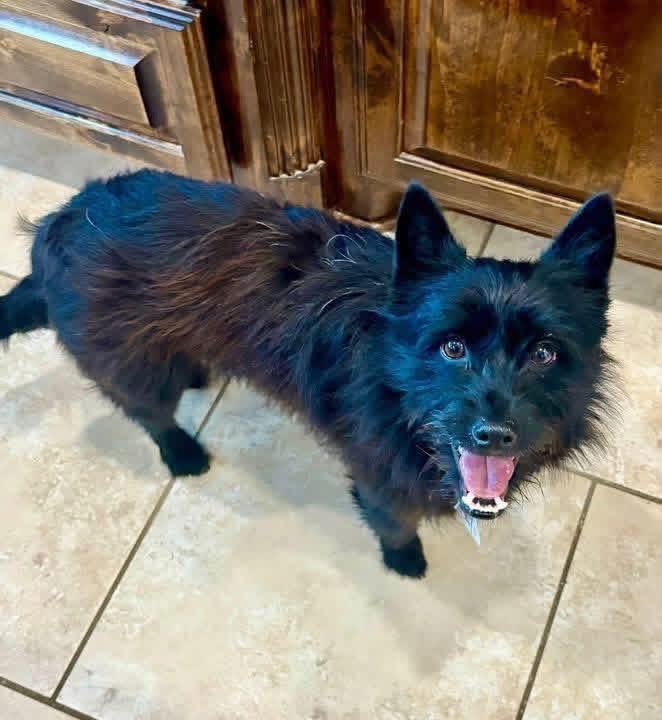 Misty, a Adoptable mixed breed in Rockwall, TX image 2/4