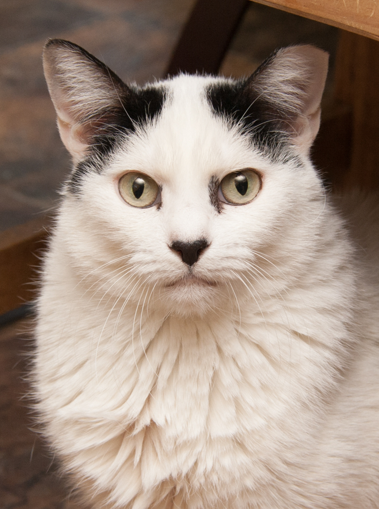 Snowball, a Adoptable Domestic Short Hair in Westminster, CO image 1/4