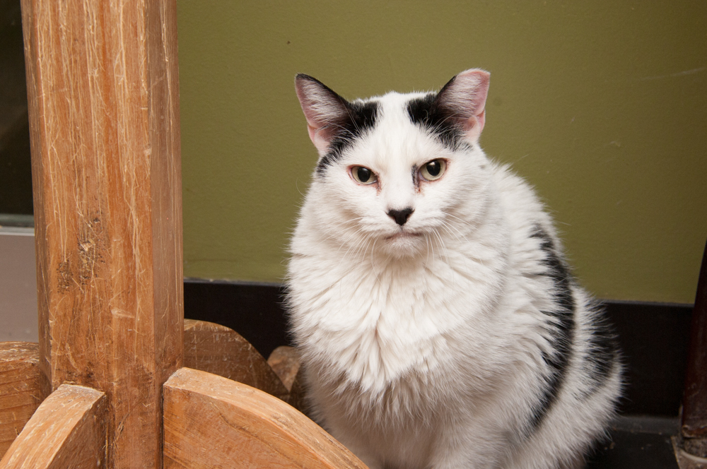 Snowball, a Adoptable Domestic Short Hair in Westminster, CO image 2/4