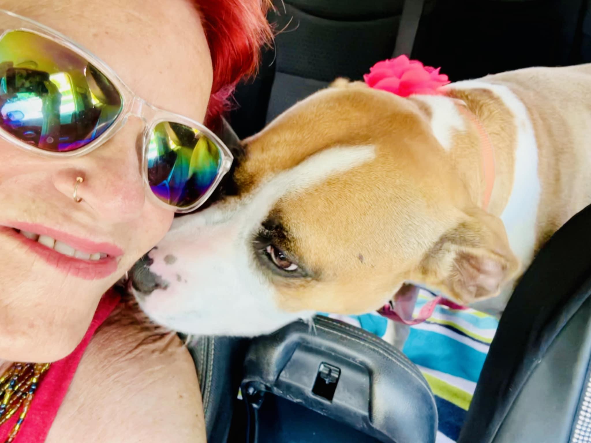 Enlarge ROSE - Needs a foster or adopter, a Adopted mixed breed in Largo, FL image 4/6