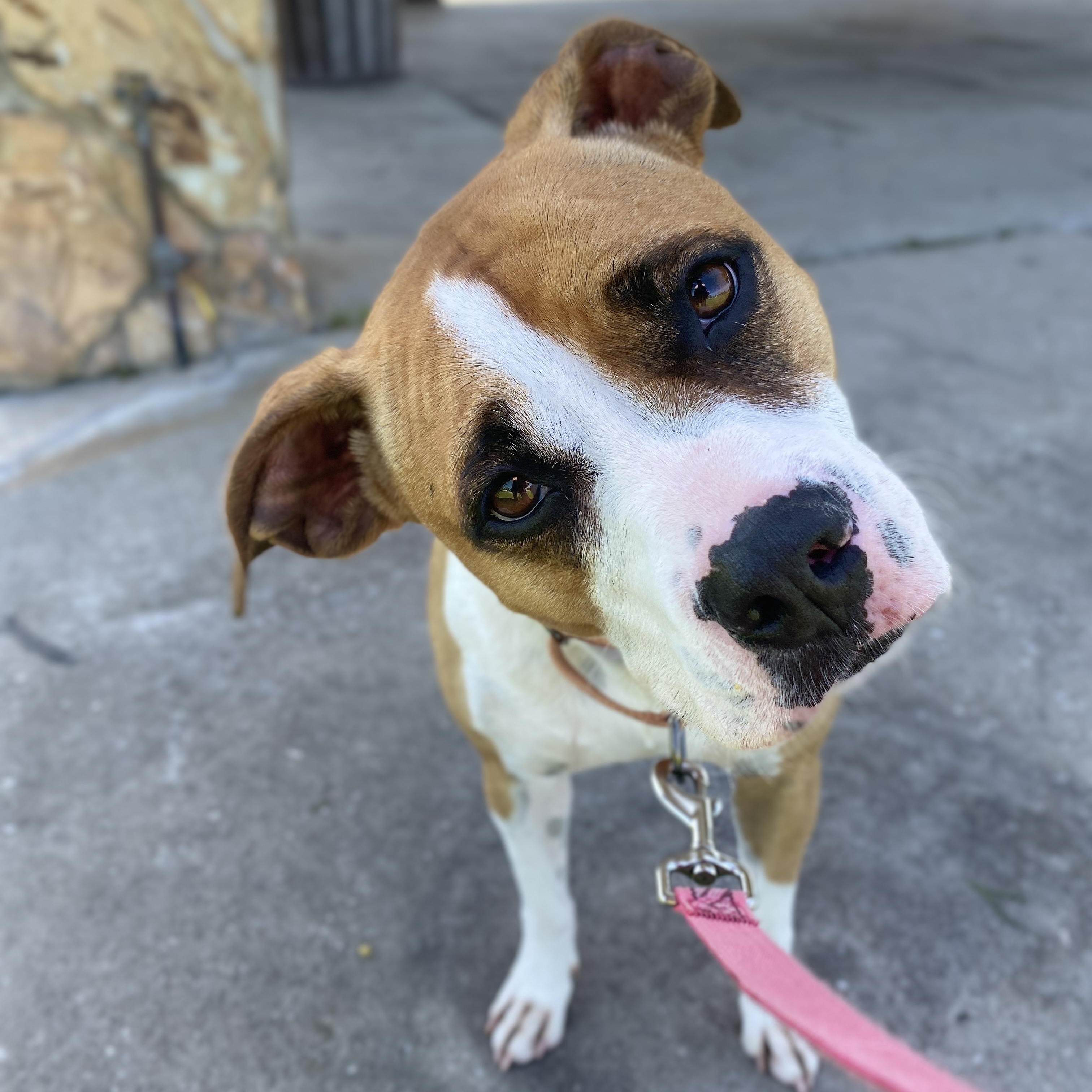 Enlarge ROSE - Needs a foster or adopter, a Adopted mixed breed in Largo, FL image 1/6