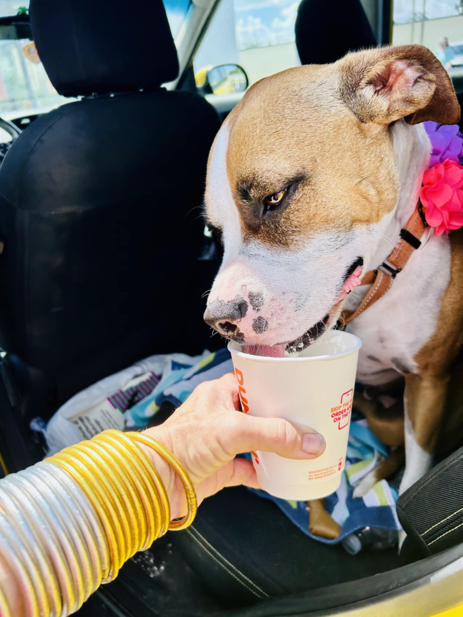 Enlarge ROSE - Needs a foster or adopter, a Adopted mixed breed in Largo, FL image 6/6