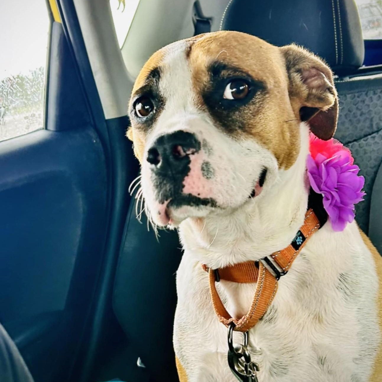 Enlarge ROSE - Needs a foster or adopter, a Adopted mixed breed in Largo, FL image 3/6