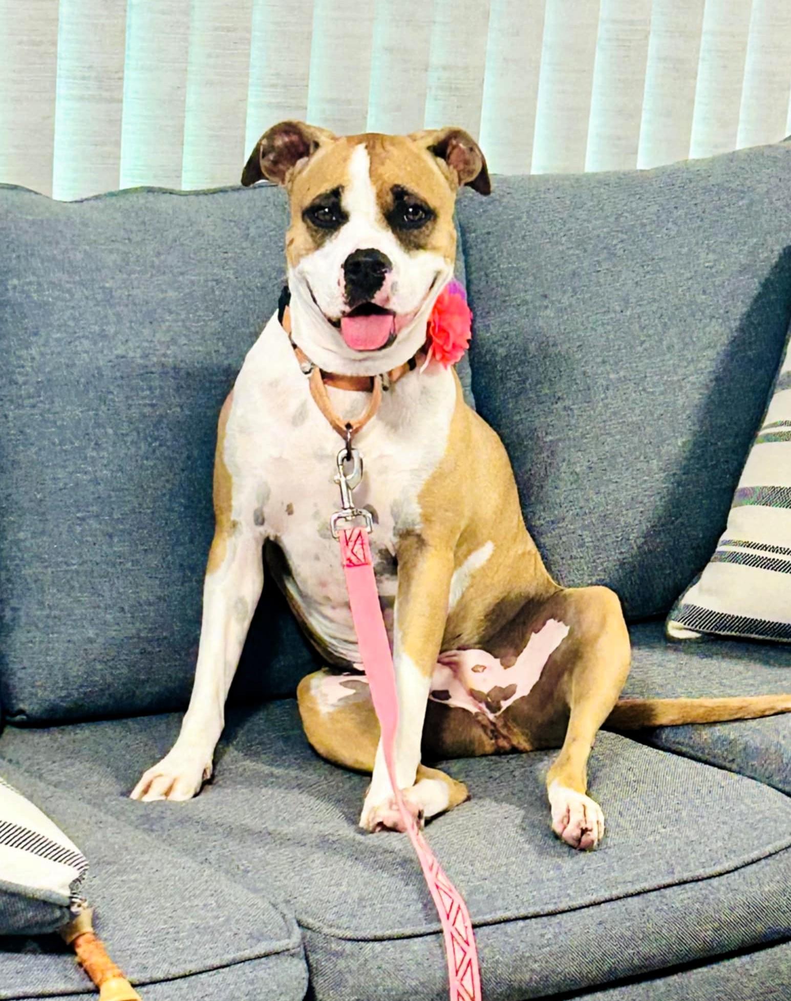 Enlarge ROSE - Needs a foster or adopter, a Adopted mixed breed in Largo, FL image 2/6