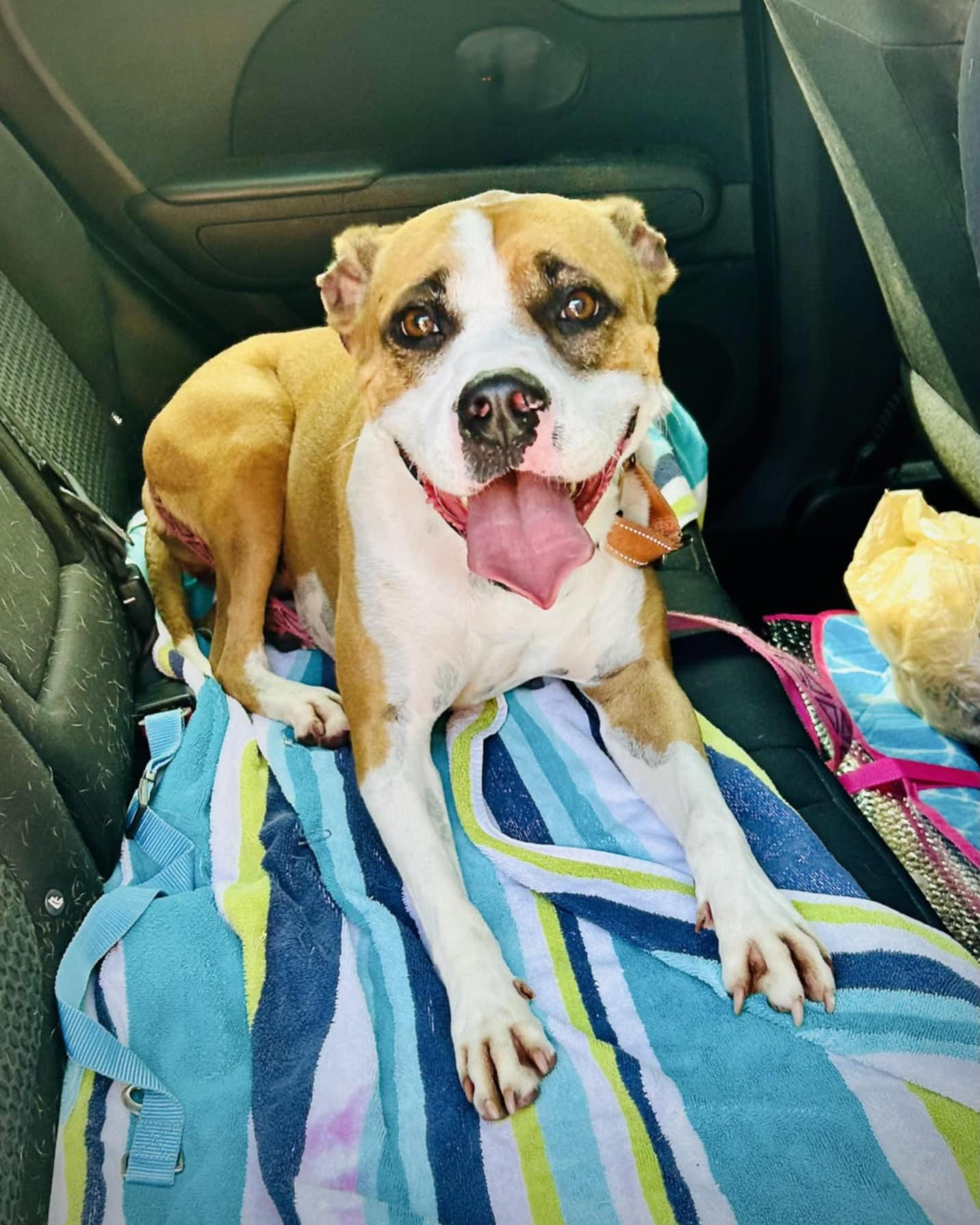 Enlarge ROSE - Needs a foster or adopter, a Adopted mixed breed in Largo, FL image 5/6