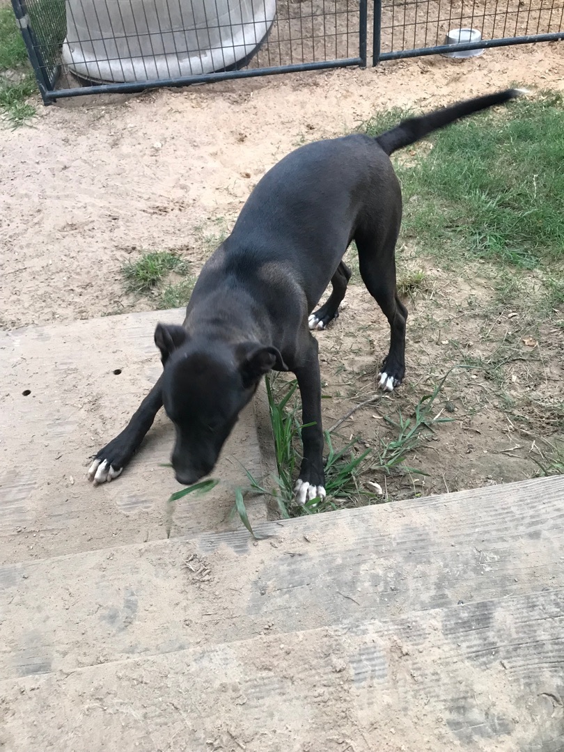 Mickey, a Adoptable mixed breed in Angleton, TX image 3/6