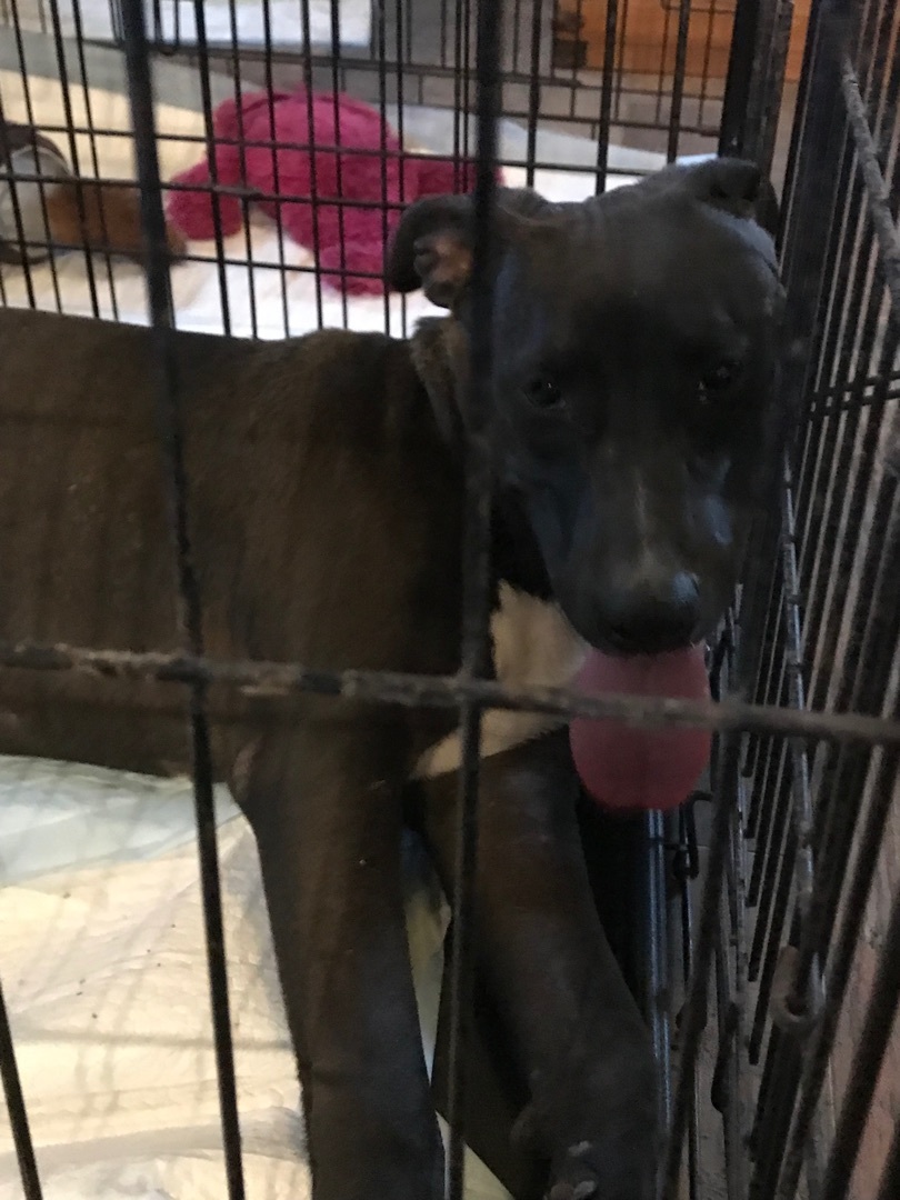 Mickey, a Adoptable mixed breed in Angleton, TX image 4/6