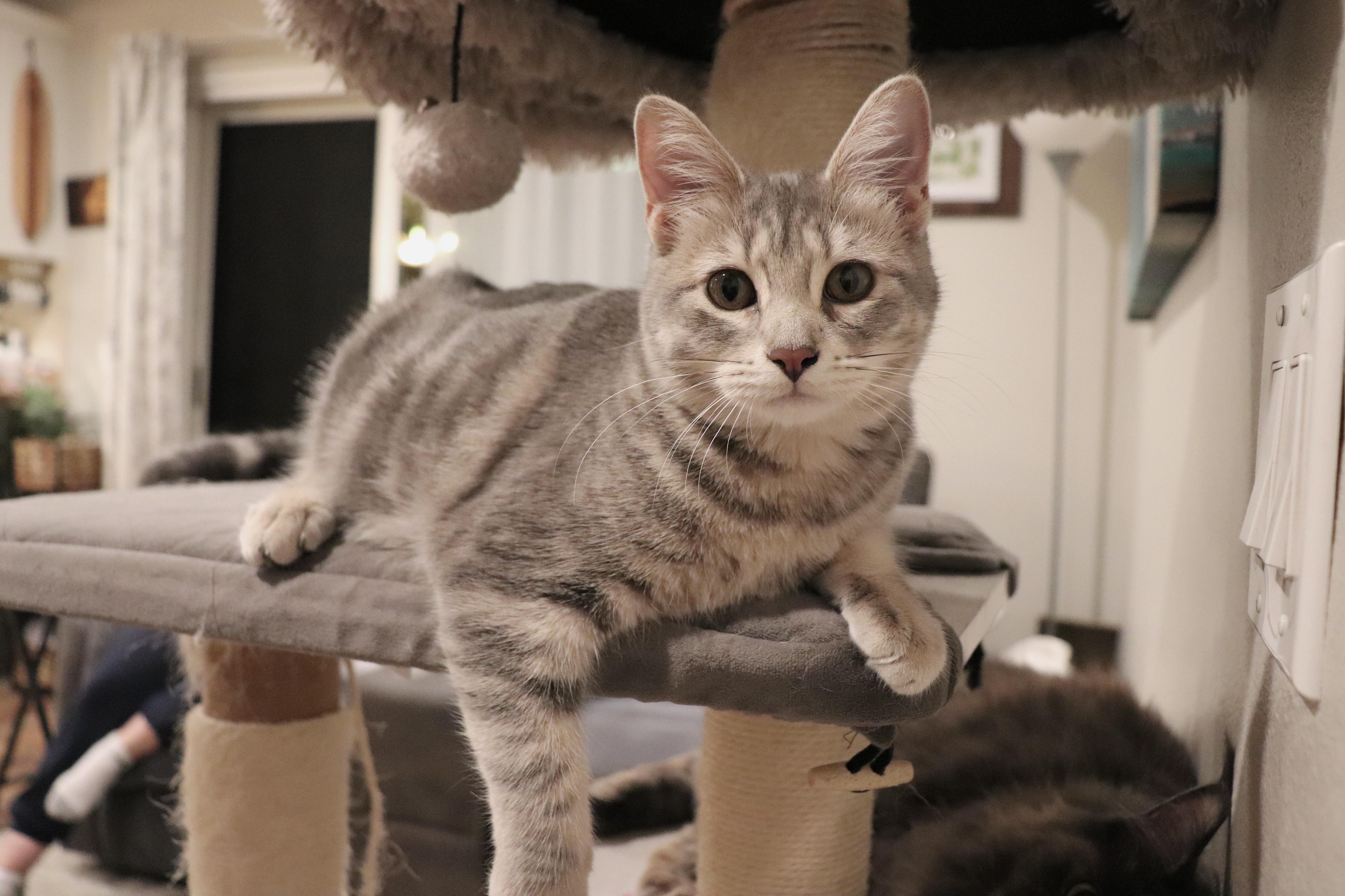 Aibii, a Adoptable Domestic Short Hair in San Diego, CA image 3/6