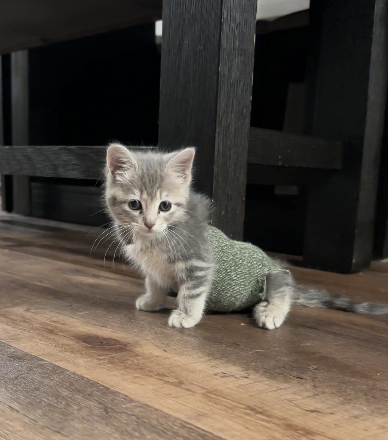 Aibii, a Adoptable Domestic Short Hair in San Diego, CA image 4/6