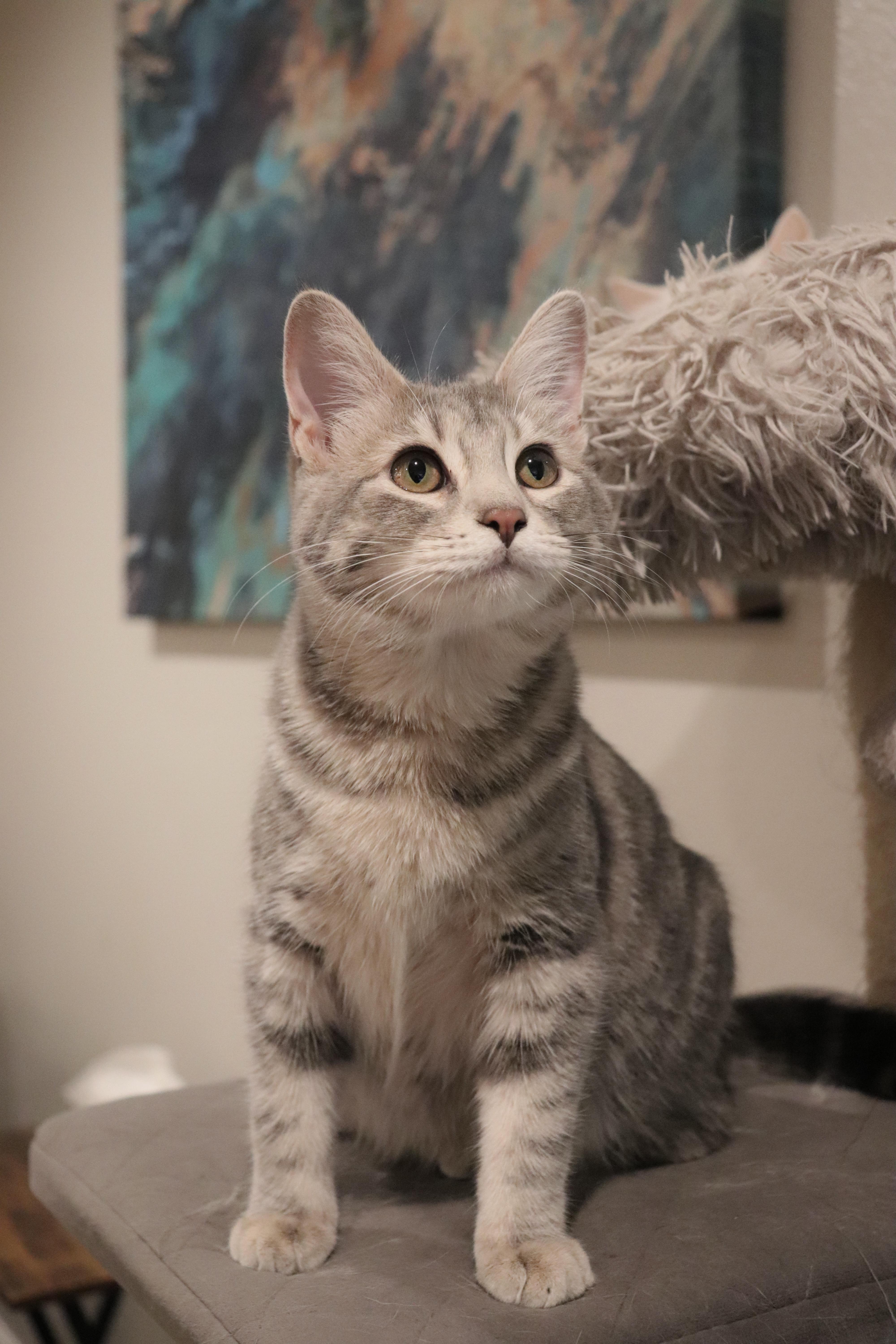 Aibii, a Adoptable Domestic Short Hair in San Diego, CA image 1/6