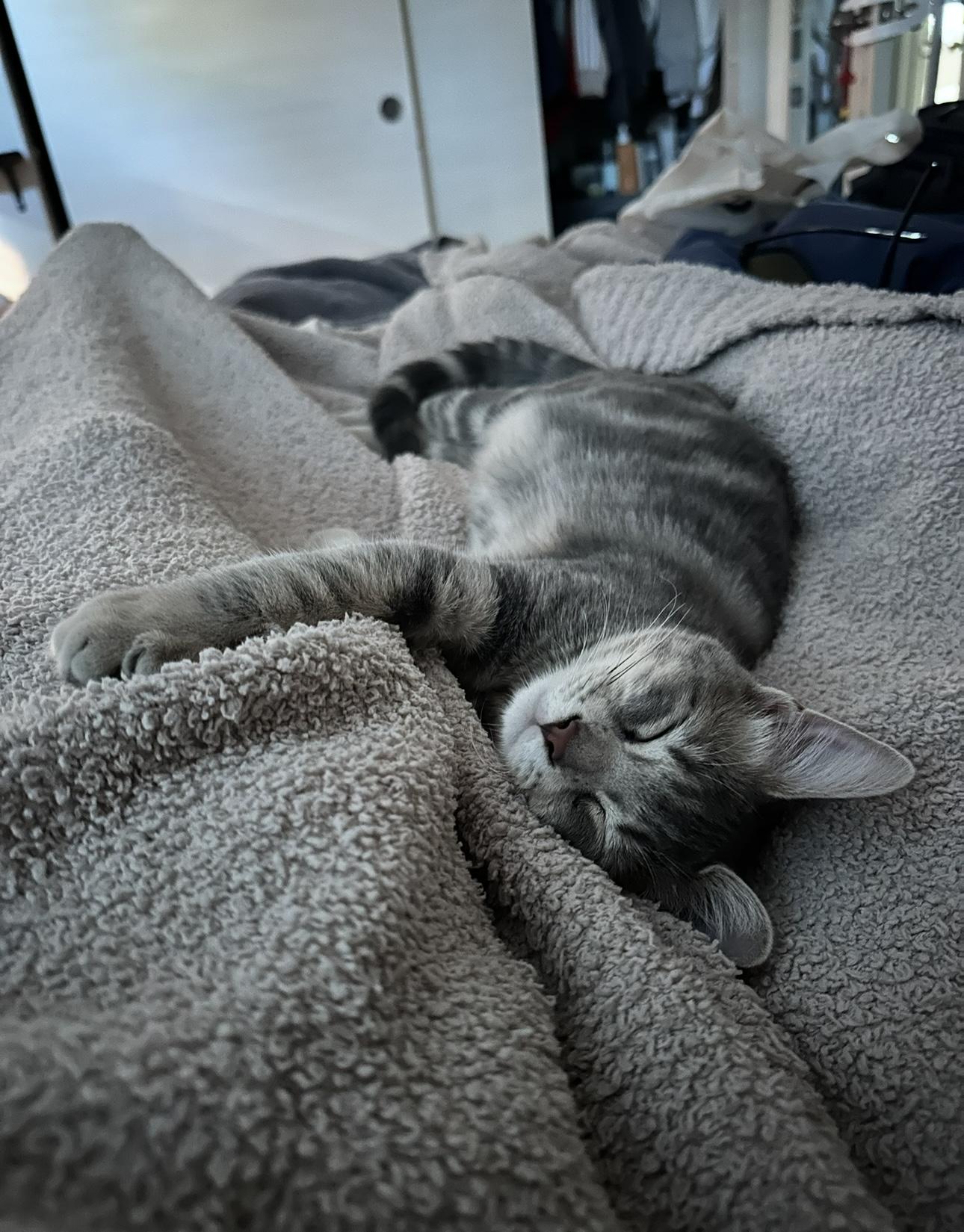 Aibii, a Adoptable Domestic Short Hair in San Diego, CA image 5/6