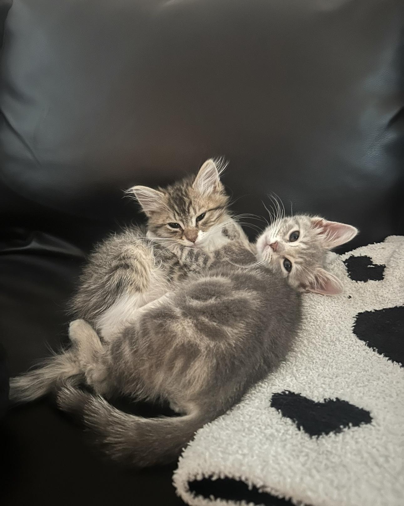 Aibii, a Adoptable Domestic Short Hair in San Diego, CA image 6/6