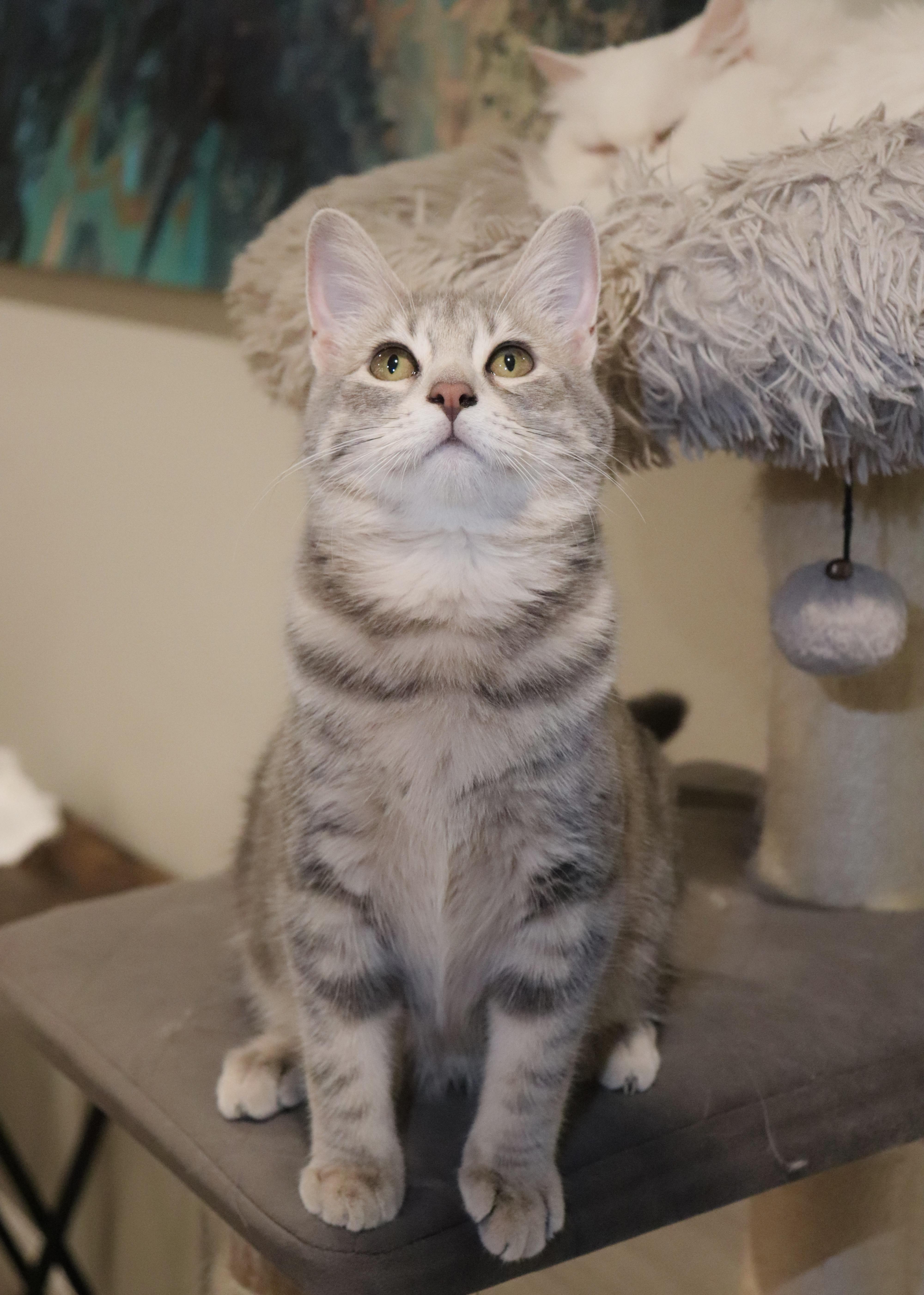 Aibii, a Adoptable Domestic Short Hair in San Diego, CA image 2/6