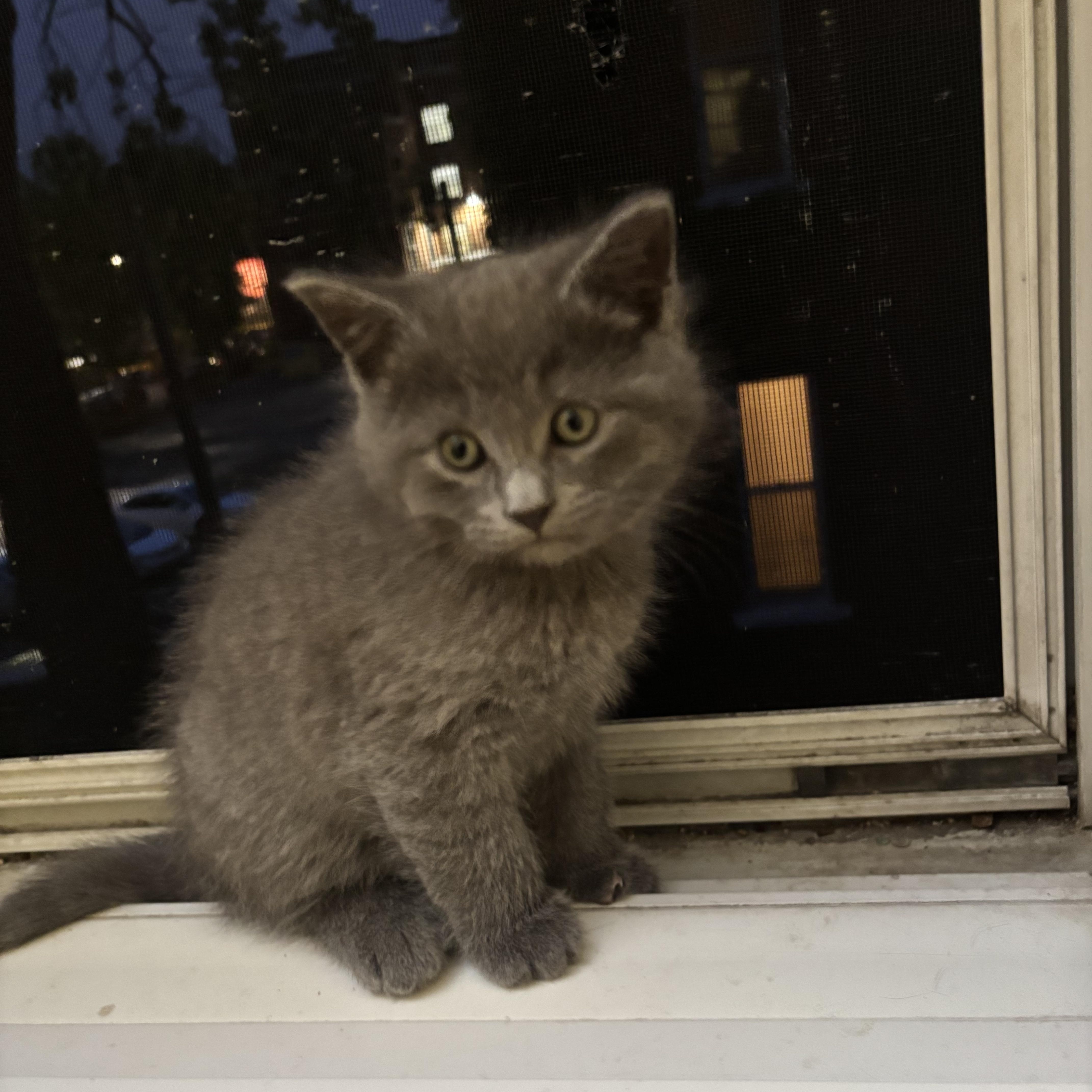 Khun, a Adoptable Domestic Short Hair in Montreal, QC image 4/6